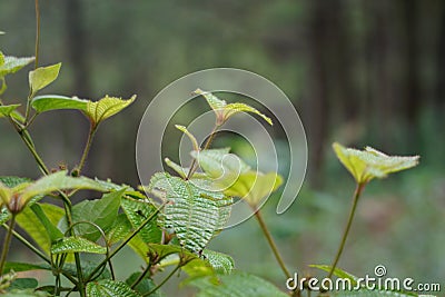 Kosterâ€™s curse also called Clidemia hirta, Clidemia hirta, soapbush, clidemia, senduduk bulu with a natural background. Stock Photo